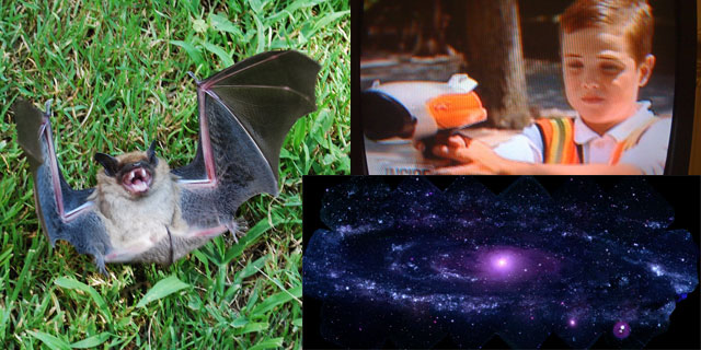 Bat, radar and galaxy