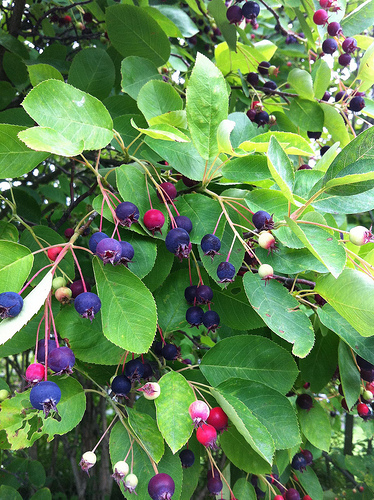 Juneberry