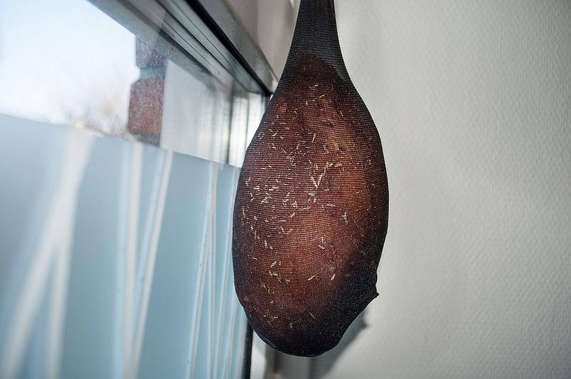 Ham drying