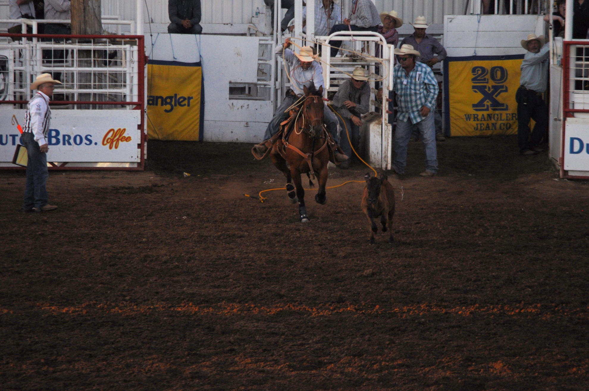 Cowboy on horse swinging lasso behind calf