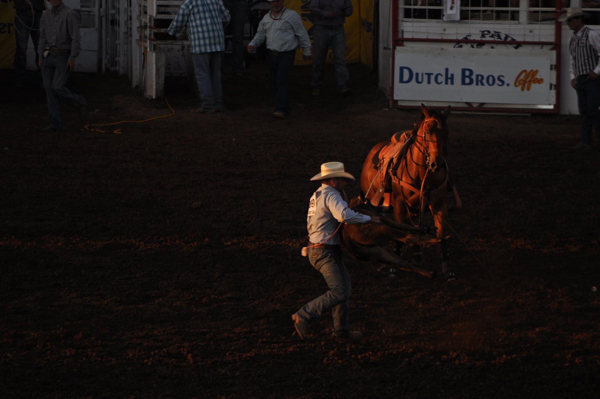 Cowboy turns calf on its back