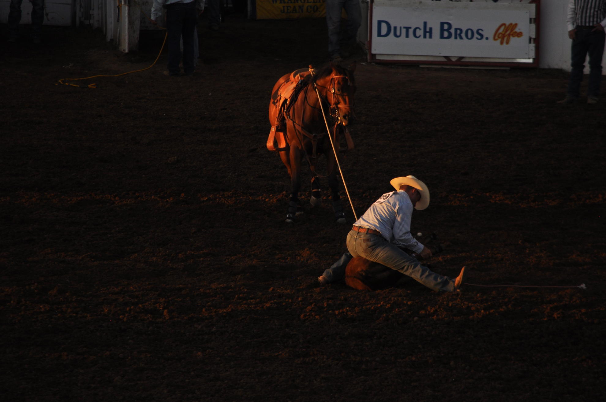 Cowboy binds feed of calf together