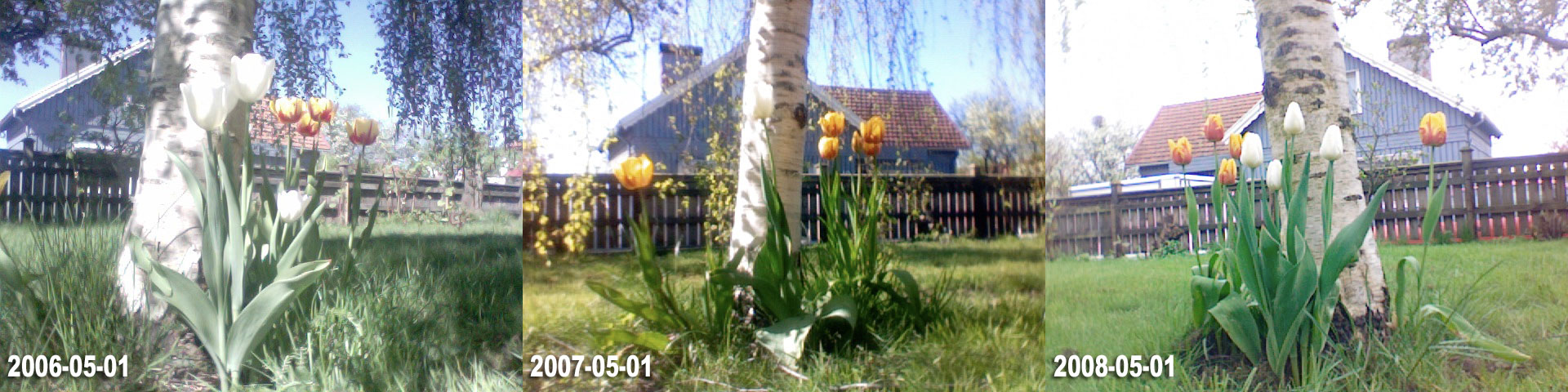 Tulips in the garden