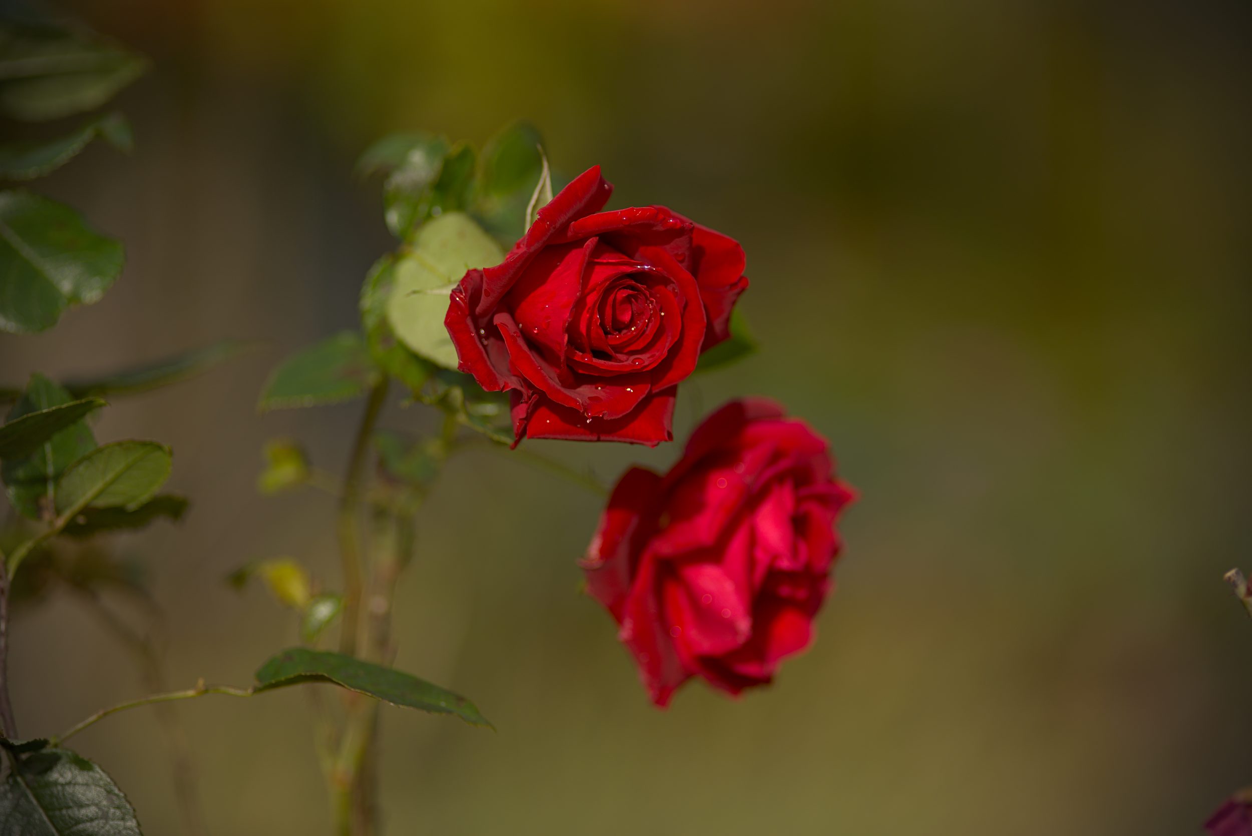 Red rose