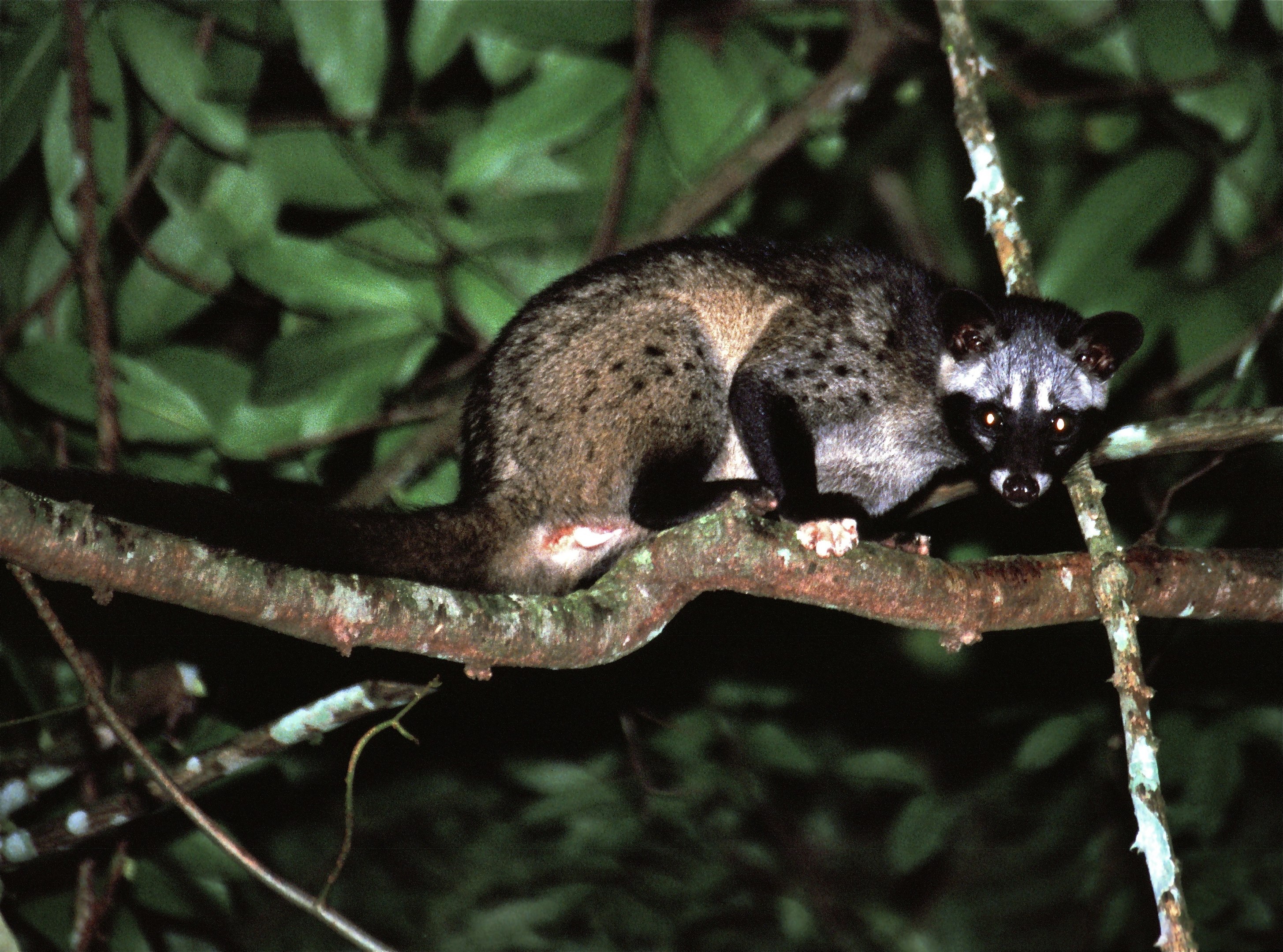 Palm Civet