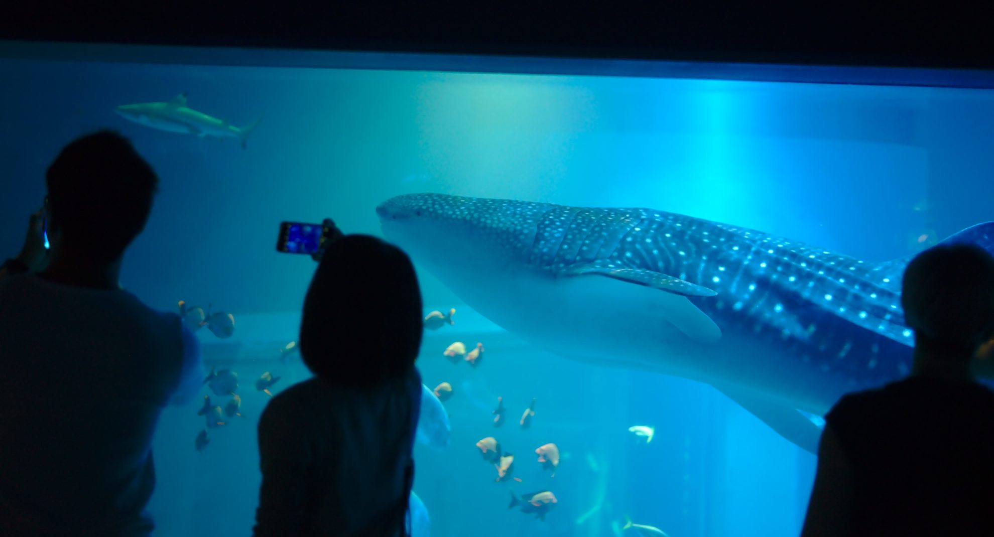 Osaka aquarium